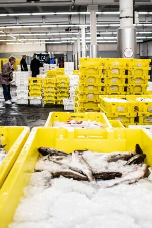 Captura de carapau vai sofrer diminuição em Portugal no próximo ano